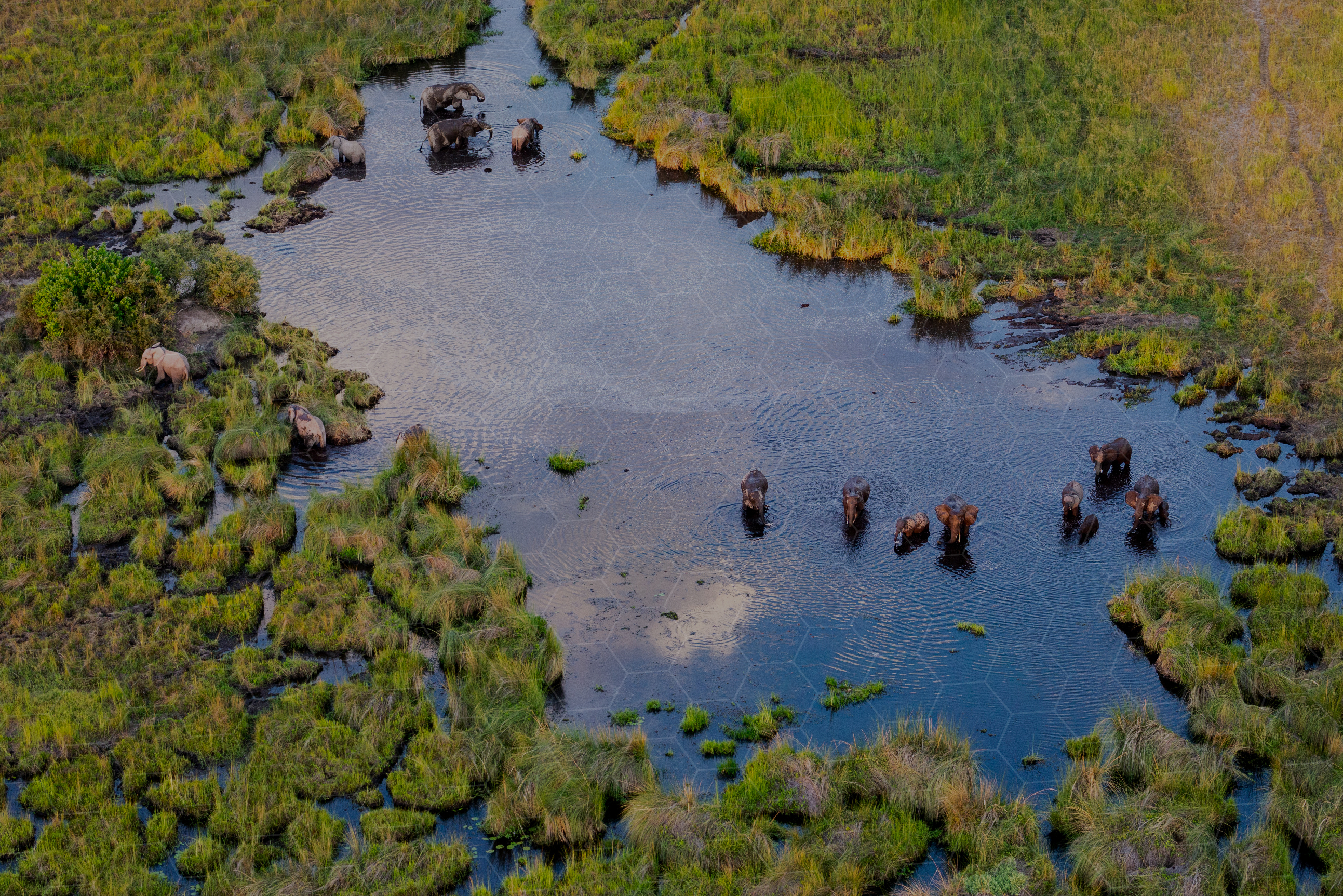 Elephants on the lake
